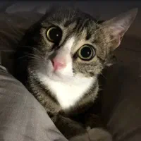 واگذاری گربه