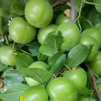 پیش فروش نهال گوجه سبز مراغه