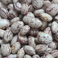 لوبیا فروشی