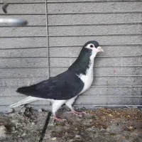 خوشرنگ سیاه