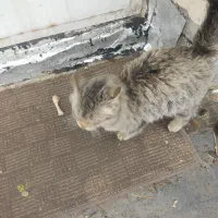 واگذاری گربه|گربه|بوکان, |دیوار