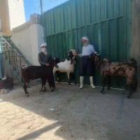 سه راس نربز نژاد گلاب مخصوص عشق بازا