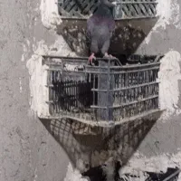 کفتر نر|پرنده|سراوان, |دیوار