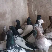 کفتر سینه و کله|پرنده|شیراز, پانصد دستگاه ارتش|دیوار