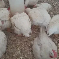 مرغ زنده