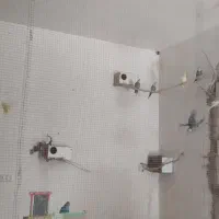 عروس هلندی ، مرغ عشق ، فنچ لپ سیاه|پرنده|بردسکن, |دیوار