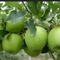 خوراکی