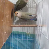 یه جفت کوتوله برزیلی اوپال