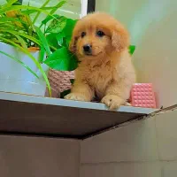 پودل پامر|سگ|رشت, دیانتی|دیوار