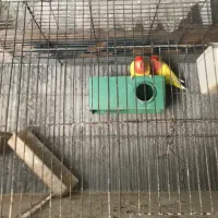 طوطی برزیلی