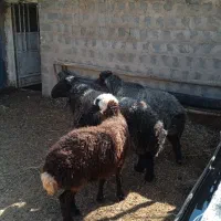 کاوه قوچ افشار