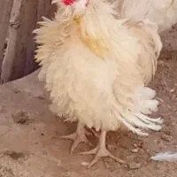 خروس فری.ابپخش