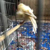 قناری ماده فری|پرنده|سبزوار, هویزه|دیوار