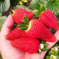 نشا مادر-توت فرنگی-رقم آلبیون خالص شده