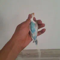 مرغ عشق|پرنده|سیرجان, |دیوار