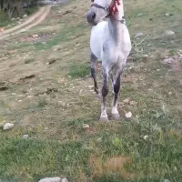 فروش اسب