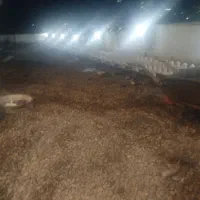 خدمات ساختمانی صفر تا صد انبوه سازان|خدمات پیشه و مهارت|کلاردشت, |دیوار