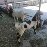 دو بز پاکستانی دوقلو زا با کهره|حیوانات مزرعه|شیراز, داریان|دیوار