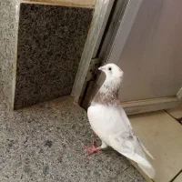 سار سرنج ماده معاوضه با کبوتر مقبول
