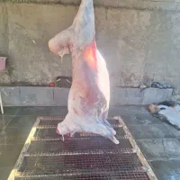 بره پروار شده گوسفنده زنده