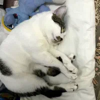 واگذاری گربه نر فقط کسی که گربه داره
