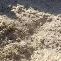 کاه نیشکر باگاس