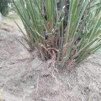 فروش پاجوش کلوته|خدمات باغبانی و درختکاری|کهنوج, |دیوار