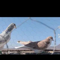 ساده هفترنگ آس|پرنده|رشتخوار, |دیوار