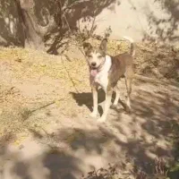 واگذاری سگ نگهبان