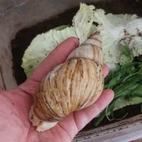 حلزون اچاتینا