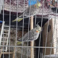 جفت عروس شرط تخم|پرنده|شادگان, |دیوار