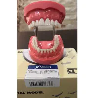 مدل آموزشی دندان پزشکی