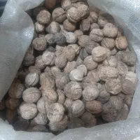 گردو ایرانی