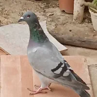 کبوتر