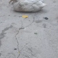 دو عدد اردک ماده