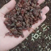 کشمش آفتابی و مویز تاکستان|خوردنی و آشامیدنی|تهران, خلیج فارس|دیوار