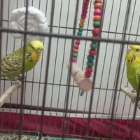 مرغ عشق نرو ماده انگلیسی