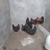 مرغ تخم گذار درجه یک