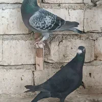 تعدادی کبوتر کفتر کرمونی آلمانی ساده جوجه