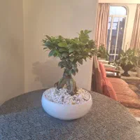 گل و گیاه طبیعی