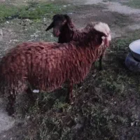 بره