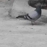 کبوتر مسافتی
