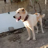 سگ اصیل آلابای|سگ|گنبد کاووس, |دیوار