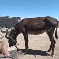 الاغ گله ای