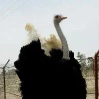 فروش زمین ۳۶۰ هکتاری در اشتهارد، بویین زهرا