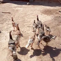 هر دانه ۶۰۰هزارتومان پای هم|پرنده|تربت جام, میان جام|دیوار