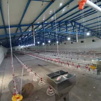 تجهیز سالن مرغ تخمگذار
