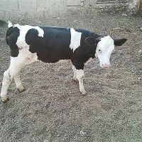 فروش گوساله