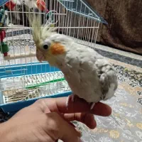 عروس هلندی