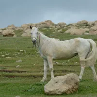 مادیان و کره اسب
